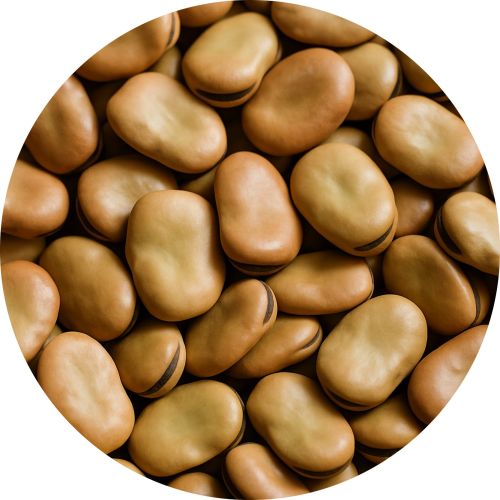 Grain