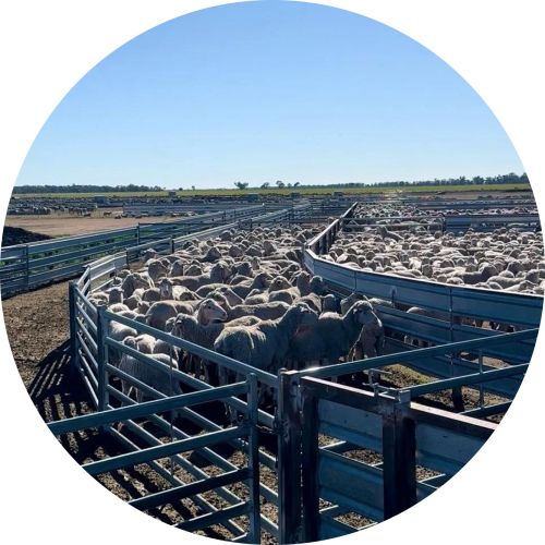 Livestock Handline Solutions