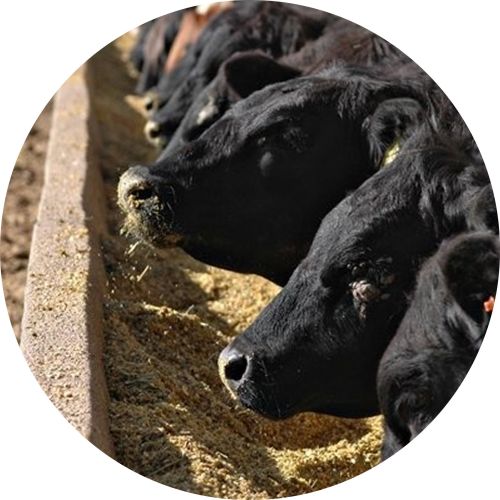 We Sell Fodder Elite Fodder